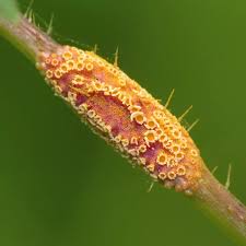 Attēlu rezultāti vaicājumam “Puccinia agrostidis”
