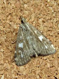 Attēlu rezultāti vaicājumam “Udea olivalis”