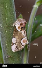 Attēlu rezultāti vaicājumam “Thyatira batis”