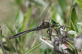 Attēlu rezultāti vaicājumam “Cordulidae”