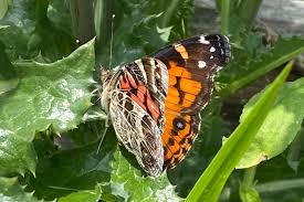 Attēlu rezultāti vaicājumam “Vanessa cardui underside”