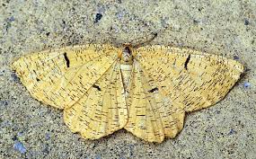 Attēlu rezultāti vaicājumam “Angerona prunaria”