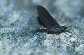 Attēlu rezultāti vaicājumam “Ephemeroptera”