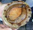  Abalone : Substitutes, Ingredients, Equivalents