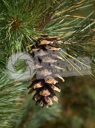 Attēlu rezultāti vaicājumam “Pinus peuce”