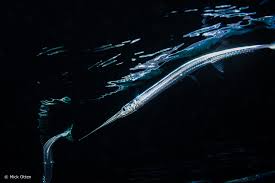 Attēlu rezultāti vaicājumam “Belone belone”