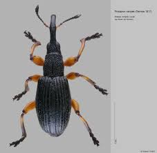 Attēlu rezultāti vaicājumam “Apionidae”