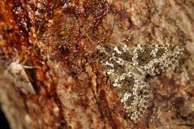 Attēlu rezultāti vaicājumam “Amphipyra livida”