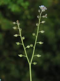 Attēlu rezultāti vaicājumam “Myosotis laxa subsp. baltica leaf”