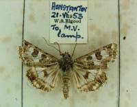 Attēlu rezultāti vaicājumam “Protoschinia scutosa”