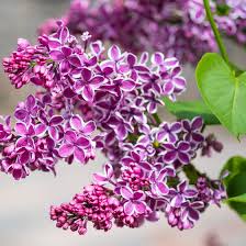 Attēlu rezultāti vaicājumam “Syringa vulgaris flower”