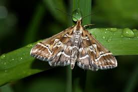 Attēlu rezultāti vaicājumam “Diasemia reticularis”