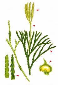 Attēlu rezultāti vaicājumam “Diphasium complanatum”