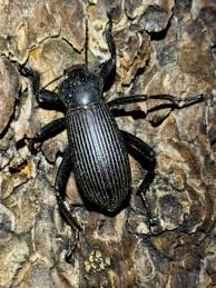 Attēlu rezultāti vaicājumam “Tenebrionidae”