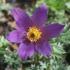 Attēlu rezultāti vaicājumam “Pulsatilla vulgaris flower”