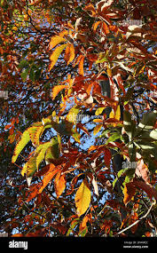 Attēlu rezultāti vaicājumam “Aesculus flava leaf”