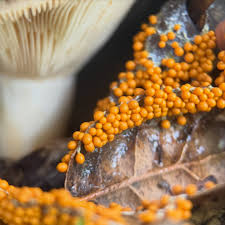 Attēlu rezultāti vaicājumam “Lamproderma violaceum plasmodium”