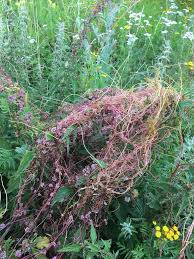 Attēlu rezultāti vaicājumam “Cuscuta europaea flower”