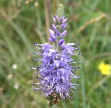 Attēlu rezultāti vaicājumam “Veronica spicata flower”