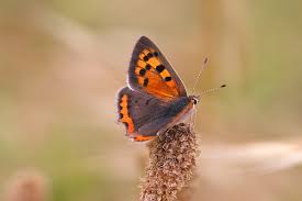 Attēlu rezultāti vaicājumam “Lycaena phlaeas underside”