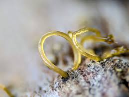 Attēlu rezultāti vaicājumam “Ombrophila violacea spores”