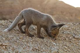 Attēlu rezultāti vaicājumam “Vulpes vulpes  juvenile”