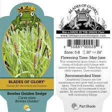 Attēlu rezultāti vaicājumam “Carex elata flower”