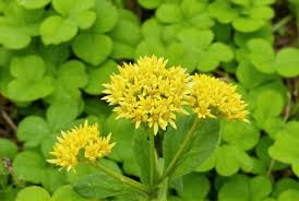 Attēlu rezultāti vaicājumam “Trifolium aureum flower”