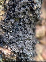 Attēlu rezultāti vaicājumam “Trichia ambigua macro”