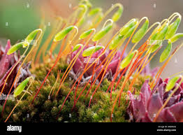 Attēlu rezultāti vaicājumam “Bryum”