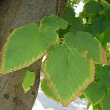 Attēlu rezultāti vaicājumam “Tilia x moltkei”