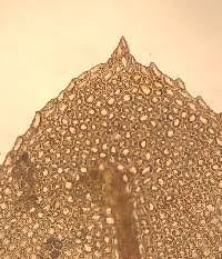 Attēlu rezultāti vaicājumam “Mnium stellare”