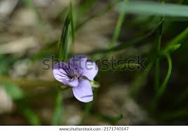 Attēlu rezultāti vaicājumam “Viola palustris”