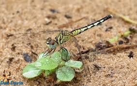 Attēlu rezultāti vaicājumam “Paradiacheopsis rigida macro”