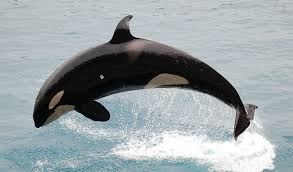 Image result for Orcinus orca