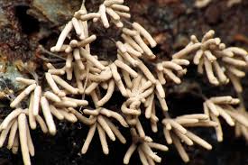 Attēlu rezultāti vaicājumam “Arcyria cinerea”