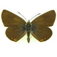 Attēlu rezultāti vaicājumam “Eumedonia eumedon underside”