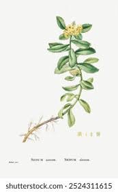 Attēlu rezultāti vaicājumam “Sedum aizoon flower”