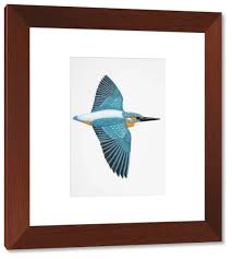 Attēlu rezultāti vaicājumam “Alcedo atthis adult”