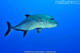 Image result for Caranx lugubris