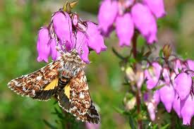 Attēlu rezultāti vaicājumam “Anarta myrtilli”