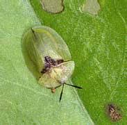 Attēlu rezultāti vaicājumam “Trichius fasciatus imago”