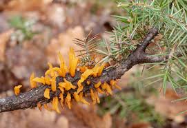 Attēlu rezultāti vaicājumam “Gymnosporangium sp.”