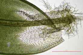 Attēlu rezultāti vaicājumam “Syntrichia ruralis var. ruralis sporophyte”