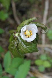 Attēlu rezultāti vaicājumam “Podophyllum hexandrum flower”