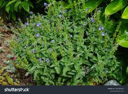 Attēlu rezultāti vaicājumam “Veronica austriaca subsp. teucrium bud”