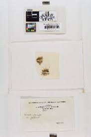 Attēlu rezultāti vaicājumam “Didymodon fallax var. brevifolius”