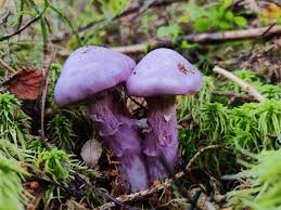 Attēlu rezultāti vaicājumam “Cortinarius traganus”