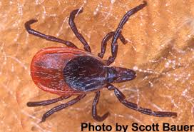 Attēlu rezultāti vaicājumam “Ixodes female”