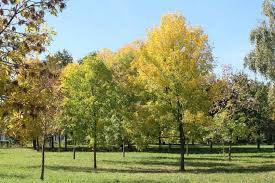 Attēlu rezultāti vaicājumam “Fraxinus excelsior”